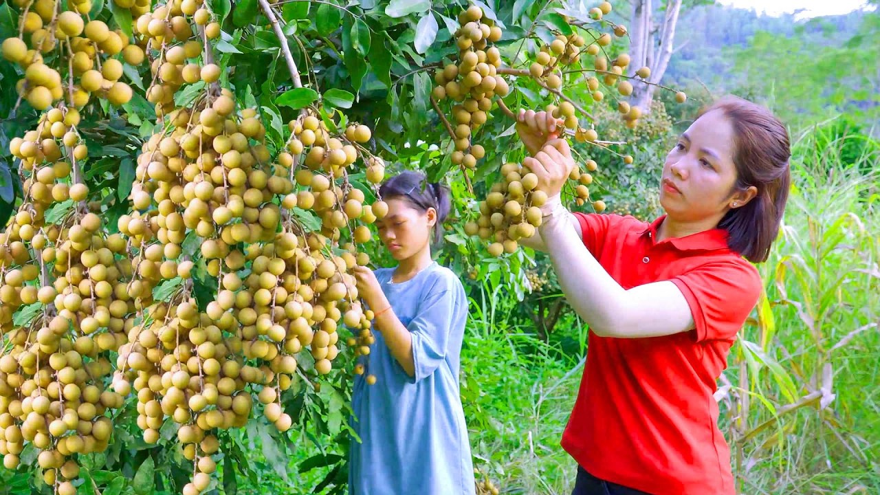 Colheita mais de 1000+ longans na montanha para vender no mercado | Lotus Farm Life