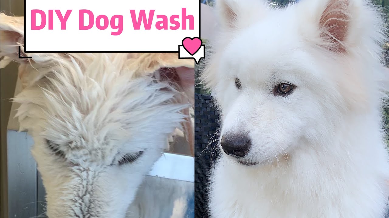 DIY Dog Wash Machine