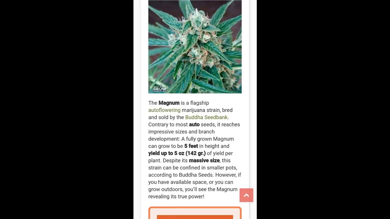 Haresting Cannabis in Canada with GingaSnapz. #budporn  #420 #magnum auto