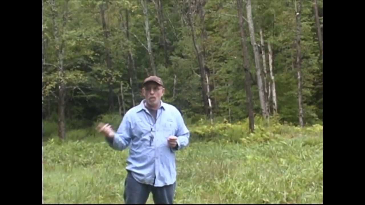 Gundog Training: Teaching a Springer Spaniel to Quarter a Hunting Pattern