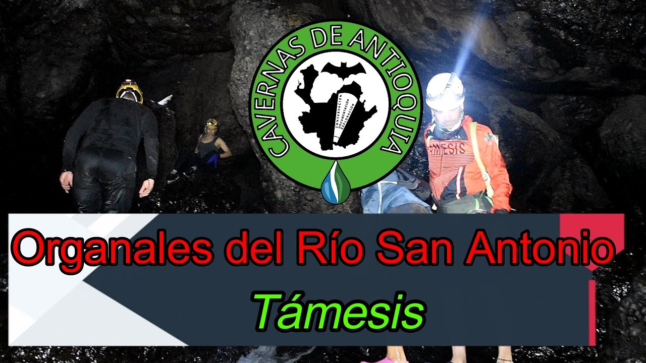 Organales del Río San Antonio (Támesis)
