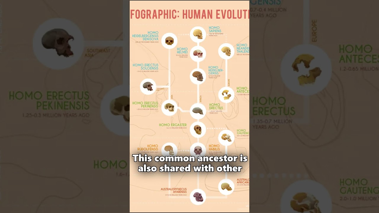 Did humans evolve from monkeys?