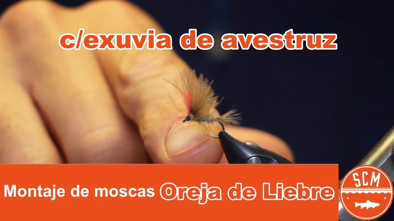 Montaje de Oreja de liebre con exuvia de avestruz