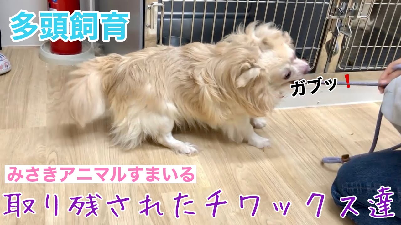 【多頭飼育】取り残されたチワックスたち【去勢&ケア】