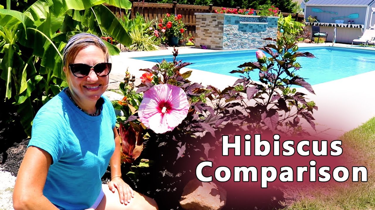 В чем разница между тропическим и морозостойким гибискусом?