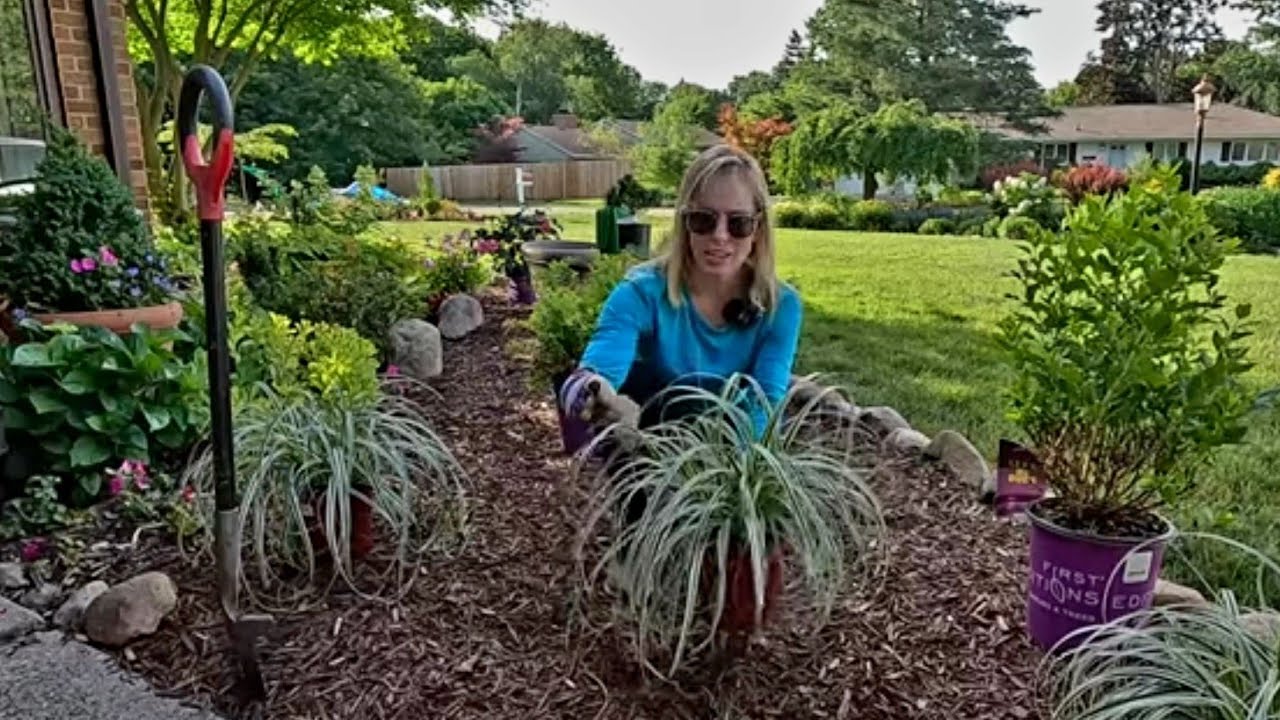 Dividing & Planting Feather Falls Carex & Planting Lemon Ice Mountain Sandwort by the Pool 🌼😎🌾