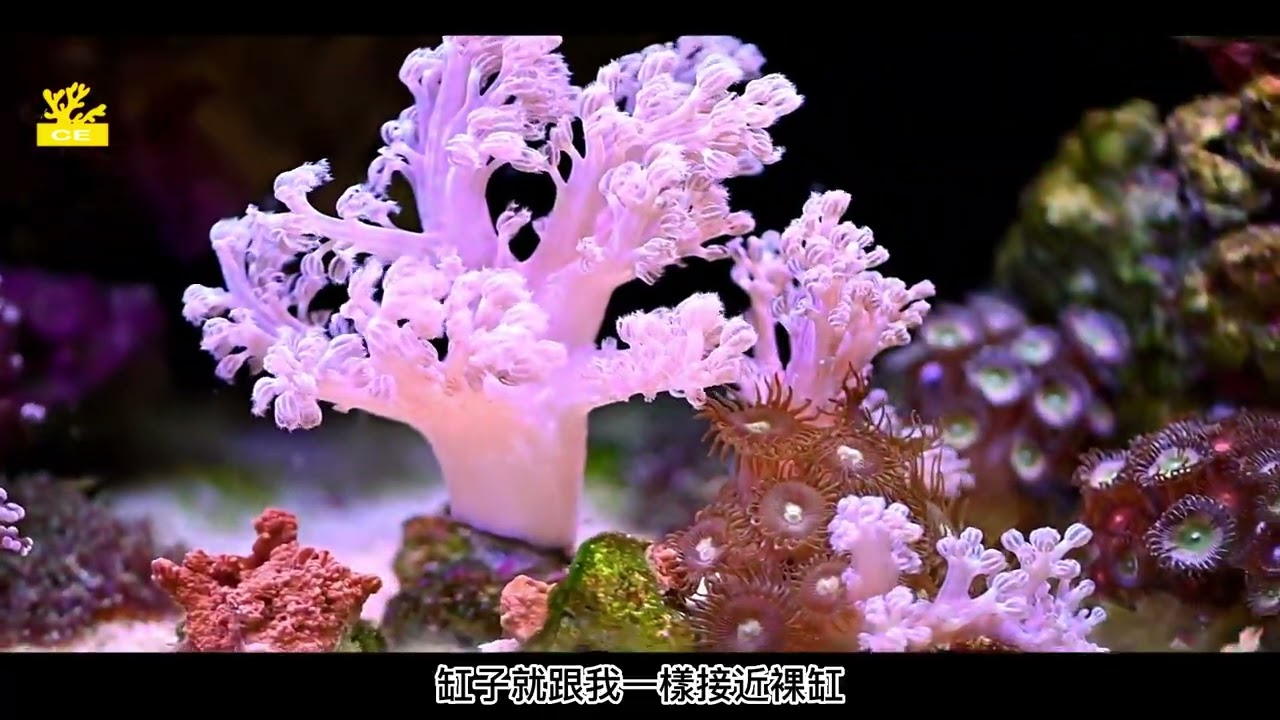 第三章 第2集 無損翻缸 海水缸  實作篇&理論篇