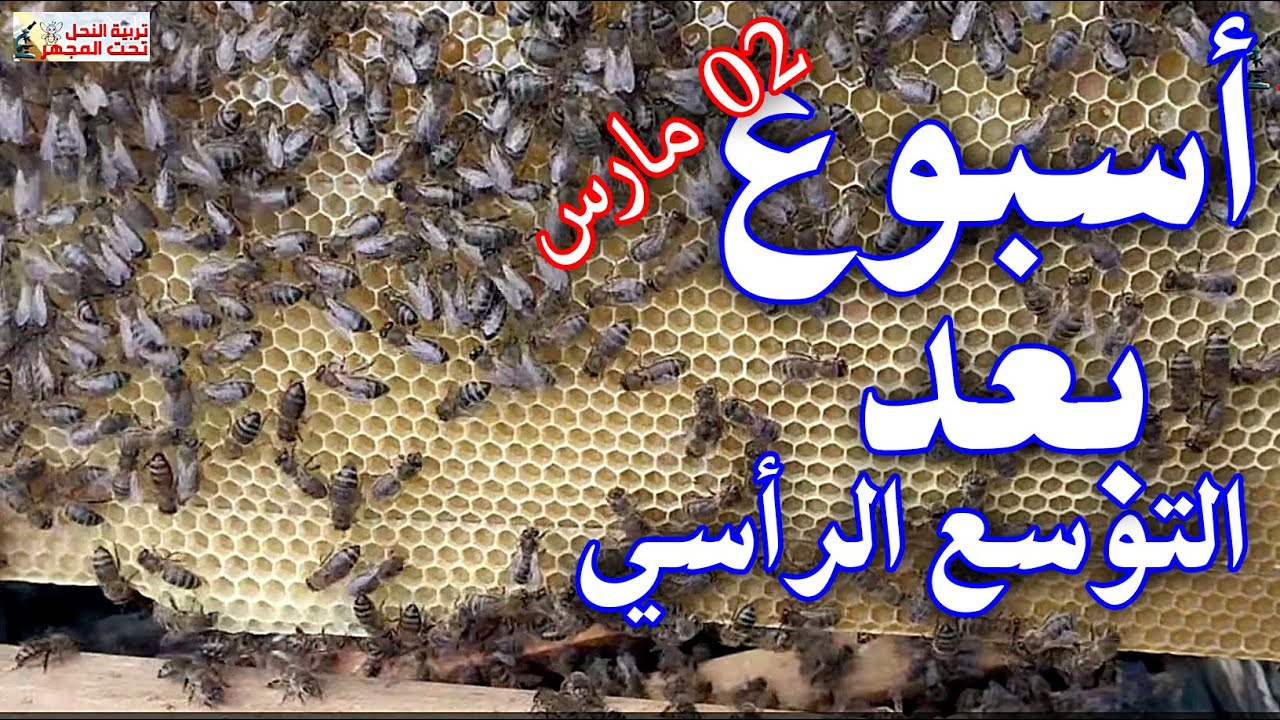 كيف أصبحت الخلايا بعد التوسع الرأسي زيارة المنحل 02 مارس #تربية_النحل #bee #اكسبلور #عسل  #honey