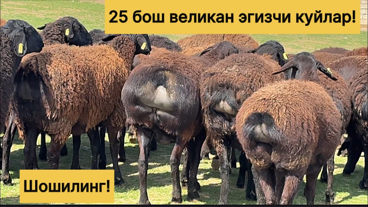Великан эгизчи хиссори куйлар! 978539798☎️