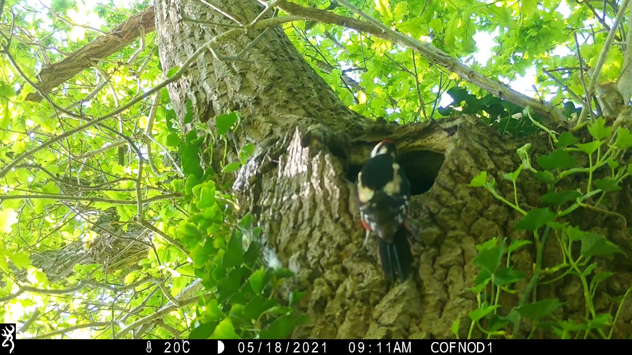 Visitors to Dog Pen Duck's nest hole