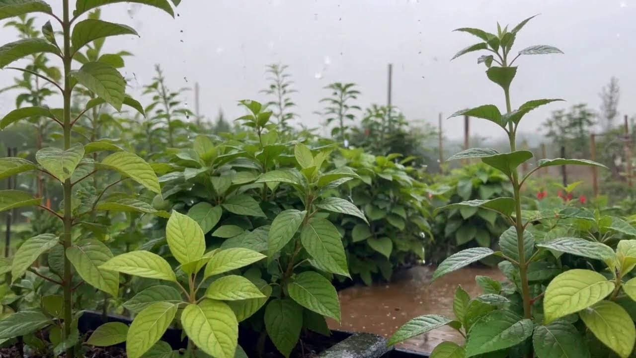 Rain Sounds for Insomnia Relief &ndash; Calm Thunder and Rain on Roof at Night