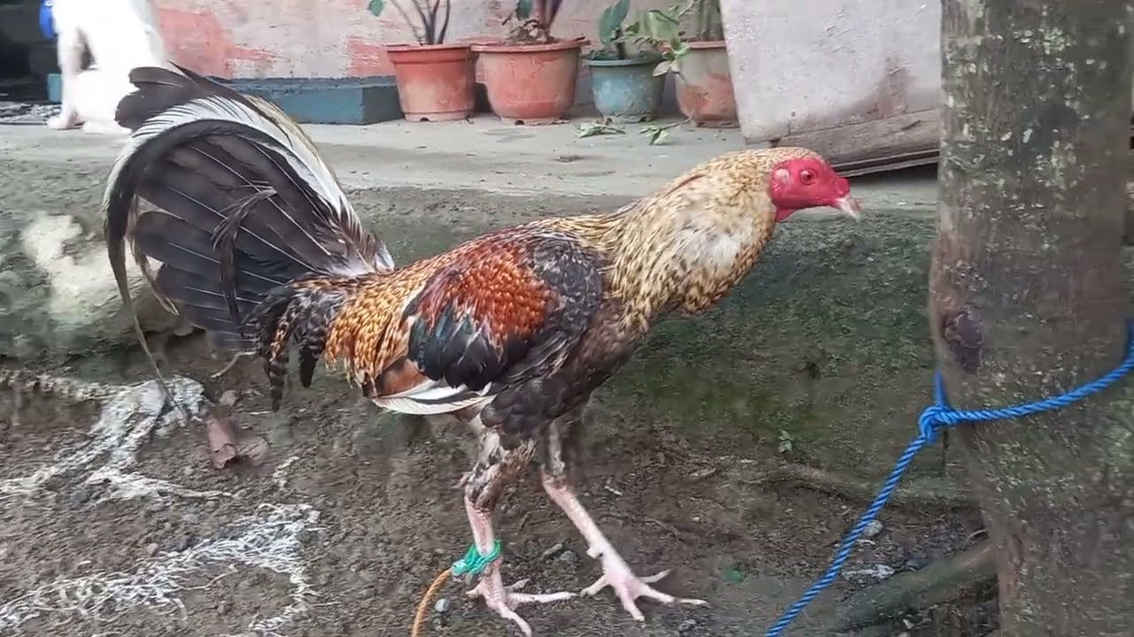 #chicken #hen #rooster #manok #jlcbackyard #youtubeshorts #shorts #breeder #backyardpoultryfarming