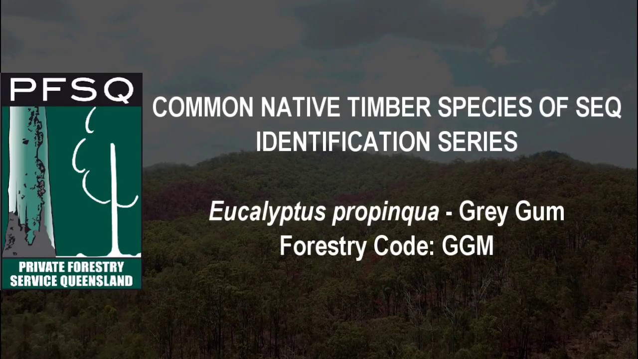 Species ID Series: Grey Gum