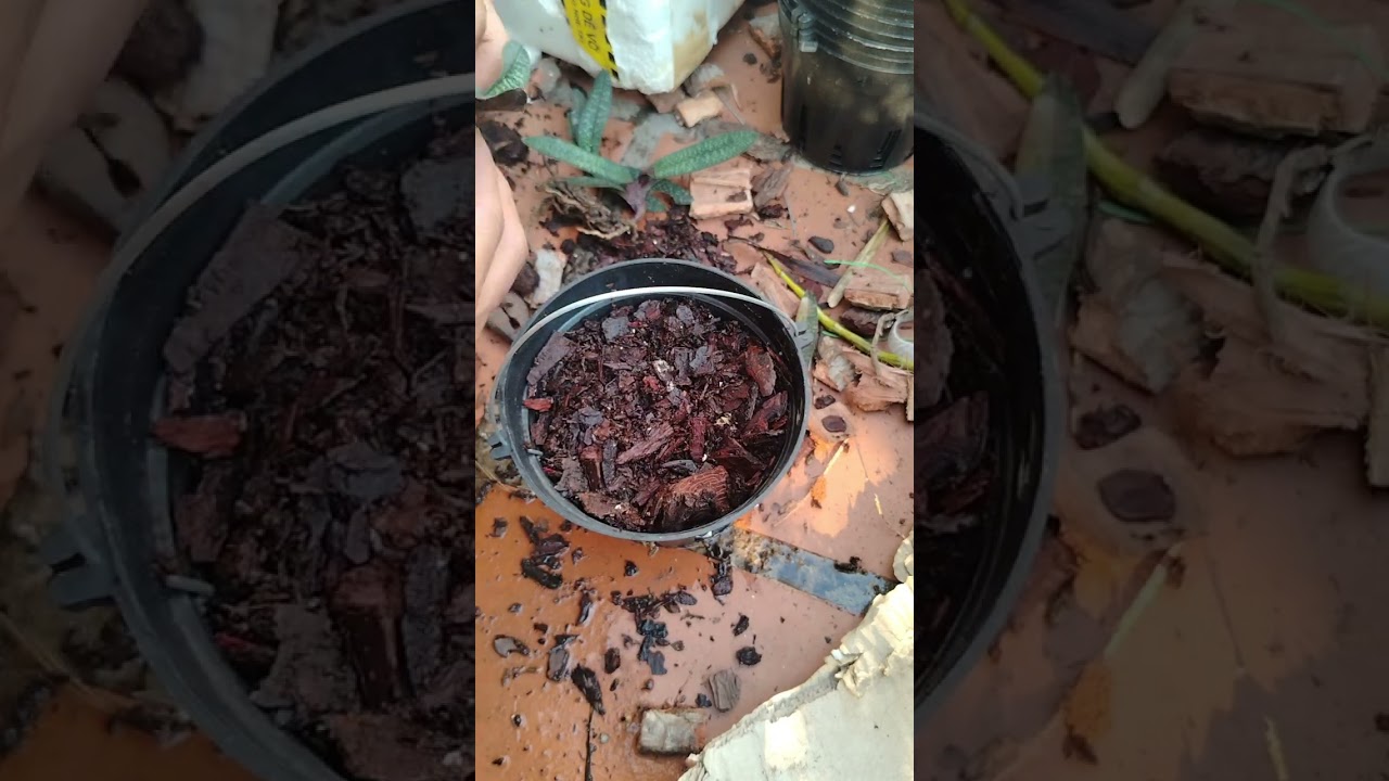 Potting 7 orchids of Paphiopedilum Micranthum, using pine bark #paphio #slipperorchid #repotting #ga