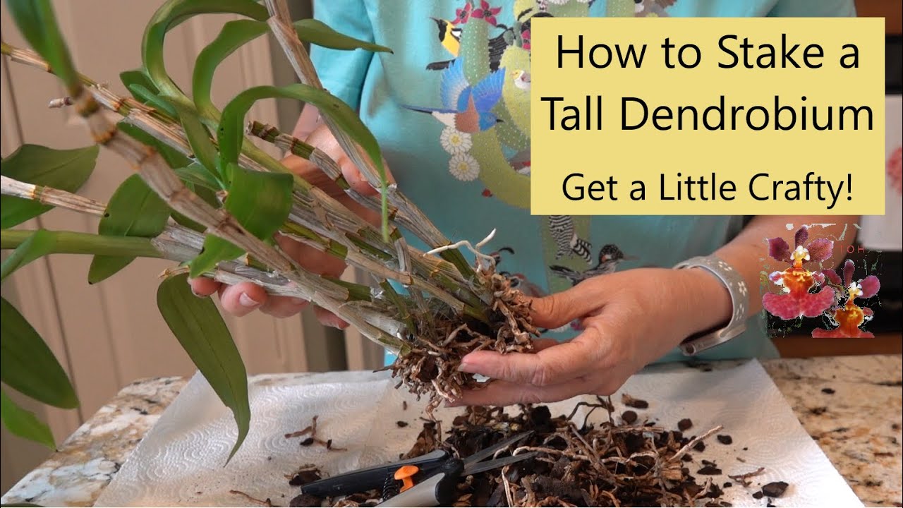 How to Stake a Tall Dendrobium Orchid | From Tall and Bent, To Staked and Straight! | Getting Crafty