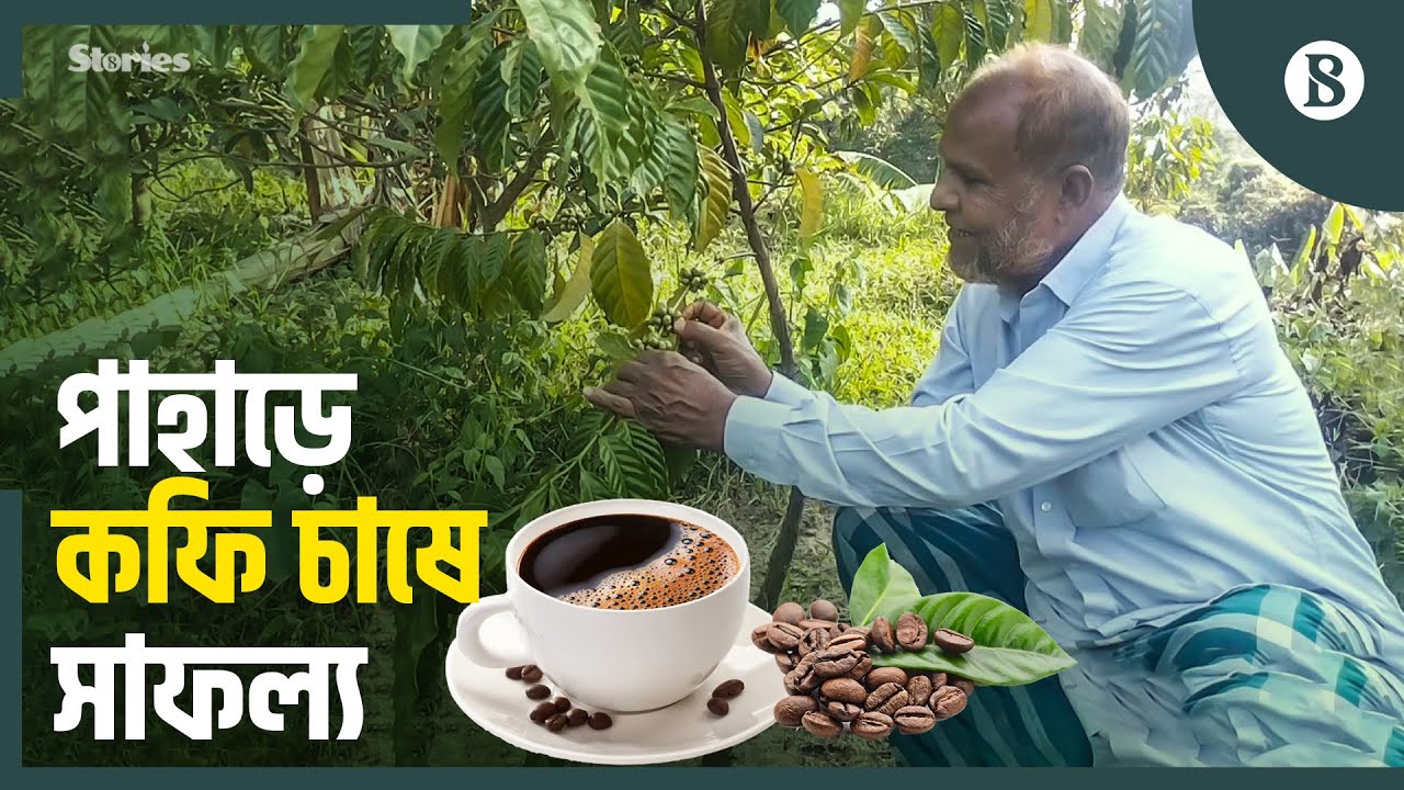 চট্টগ্রামের পাহাড়ে পরীক্ষামূলক কফি চাষ, রপ্তানিতে নজর | Coffee Farming | The Business Standard