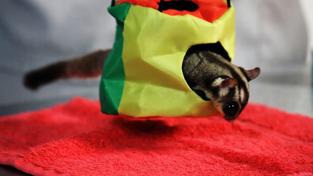 Do Sugar Gliders Make Good Pets? | Sugar Gliders