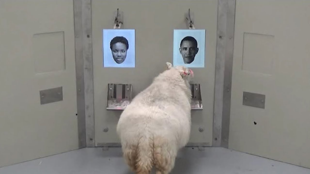Sheep can recognise human faces from photographs