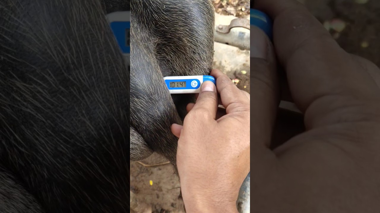 గెదెకు విష జ్వరం #treatment of high fever in buffalo #viral #cowvideos #shorts