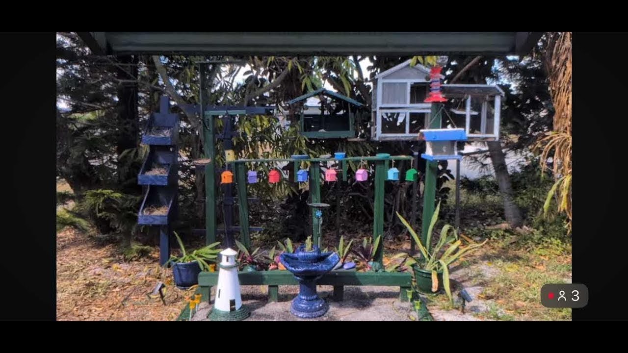 Window stream Let’s see who visits the feeders #birdwatching #birds #outside #wildlife