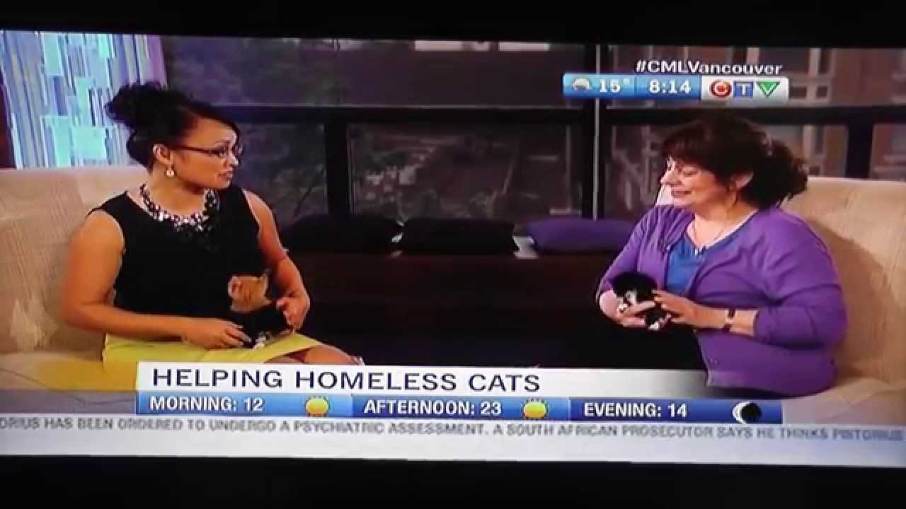 VOKRA Kittens On CTV Morning Live