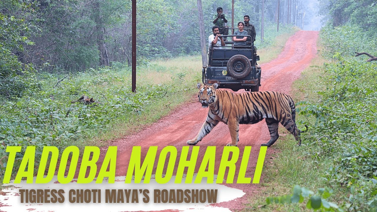 Tiger Safari Vlog -  Tadoba's Moharli Dewada Adegaon Junona and Agarzari Meet Choti Madhu & Shambhu