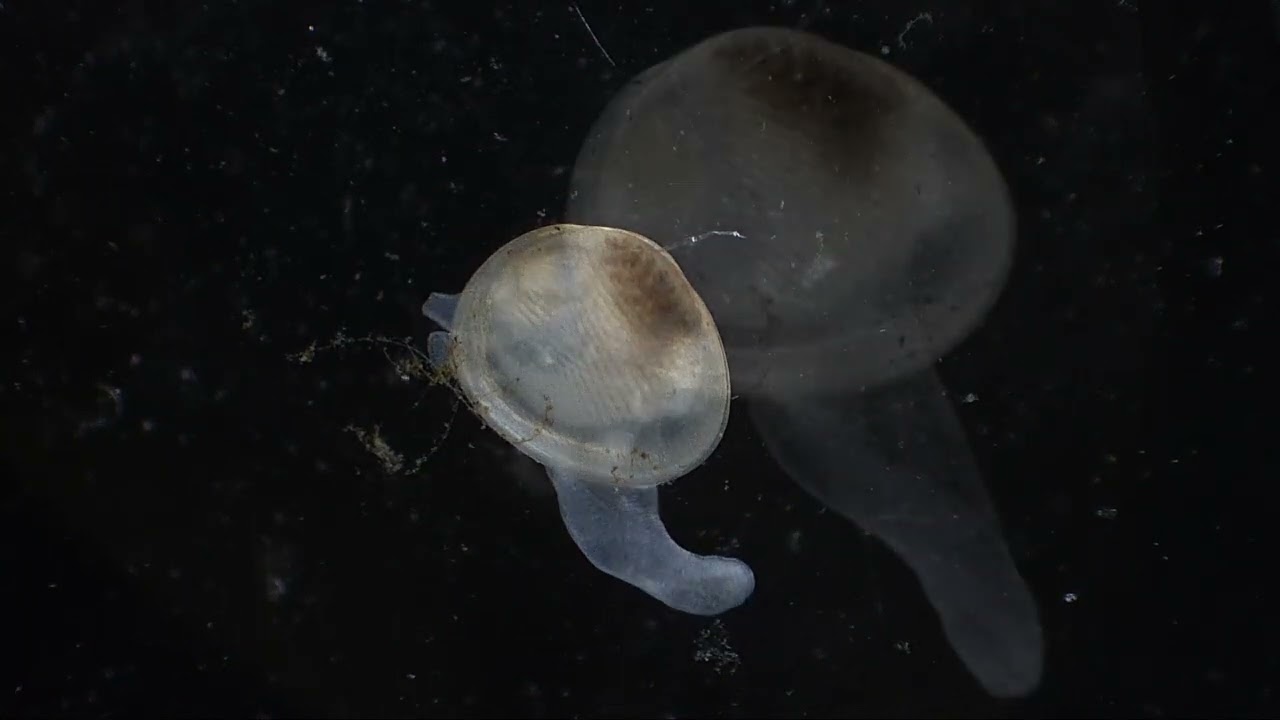 The Macrofauna Club