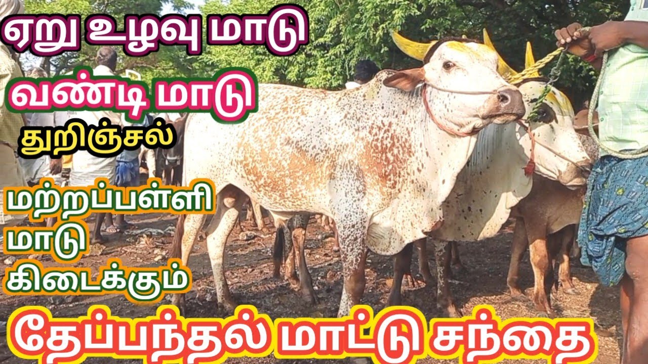 காளைமாட்டு சந்தை|வண்டிமாடு,உழவு மாடு,தேப்பந்தல்சந்தை|bullmarket,vandimadi,Thiruvannamalai santhai