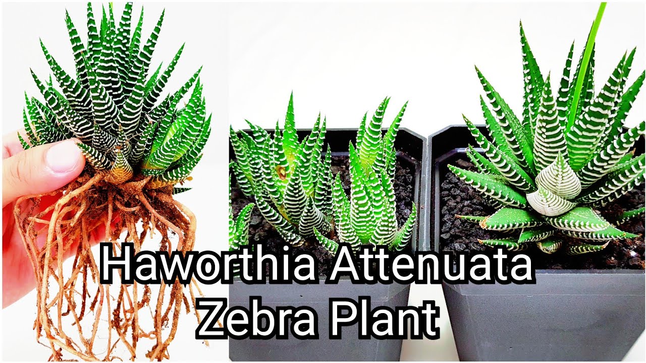 Haworthia Attenuata Zebra Plant Propagation - Subtitles Available
