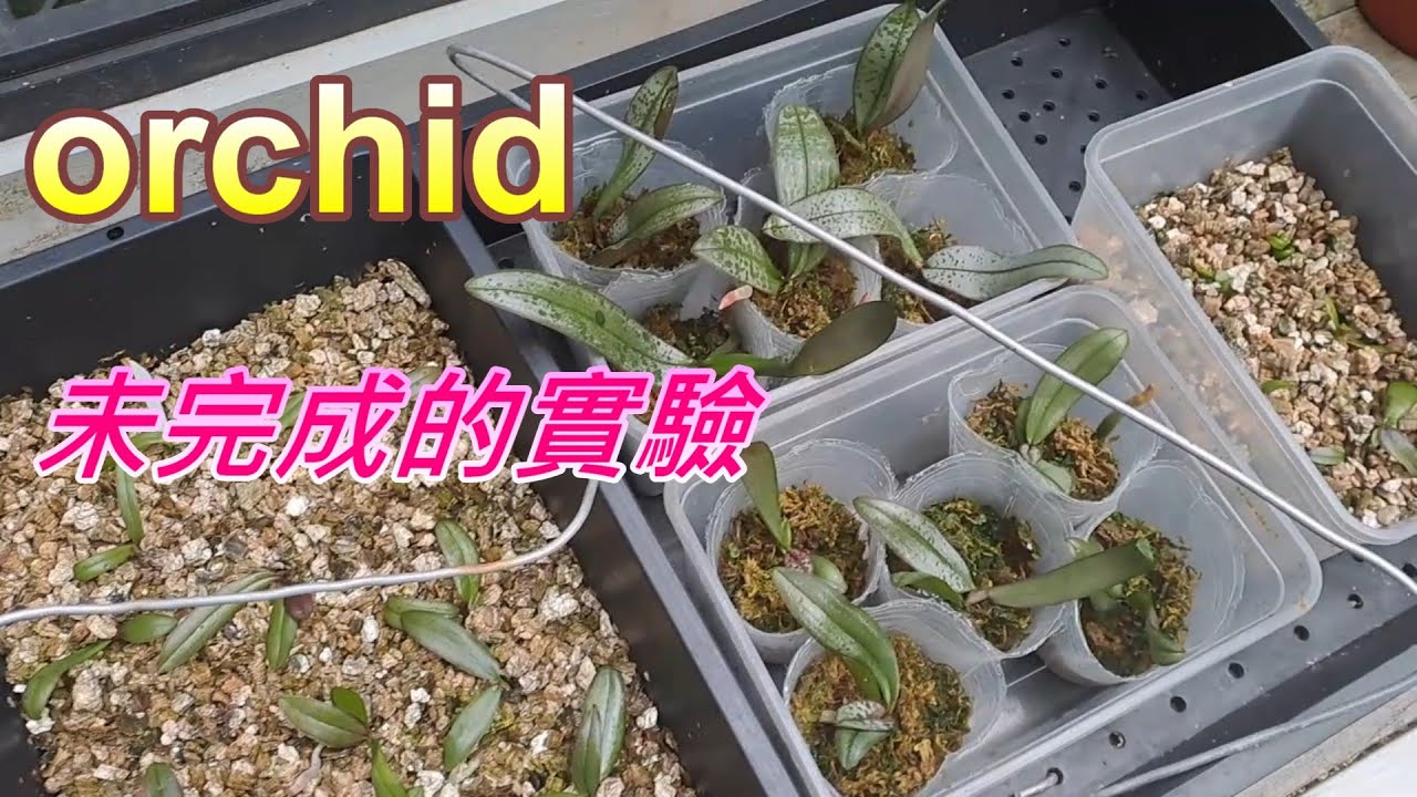【犀利小農莊60】20250227 orchid綜合未完成的實驗，本集影片來不及提出創新的技術發表，只能細數過去影片中有些未完成的實驗追蹤，並做初步的結論探討