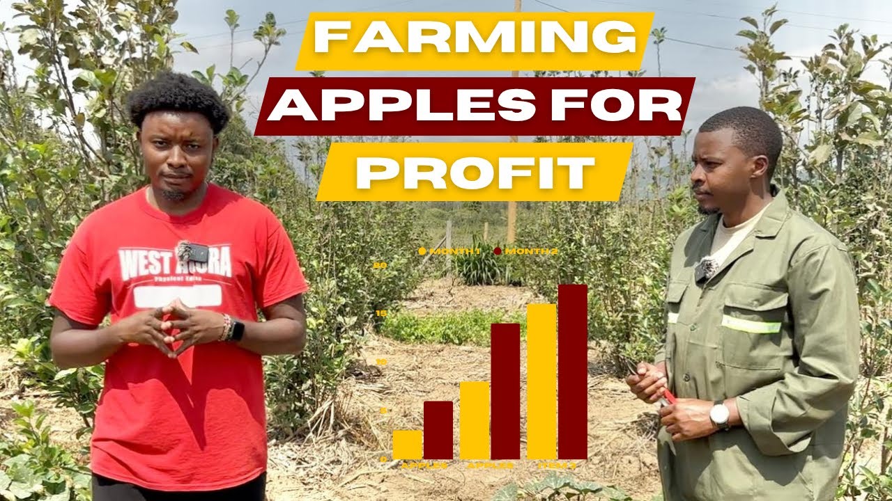 Apple Farming in Kenya - Sourcing, Costs, and Profits Revealed!