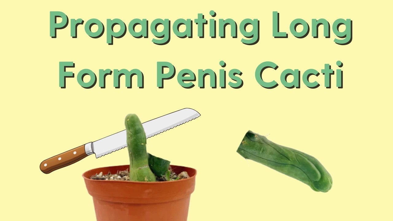 How to Propagate Long Form Penis Cactus | Trichocereus bridgesii monstrose Type A