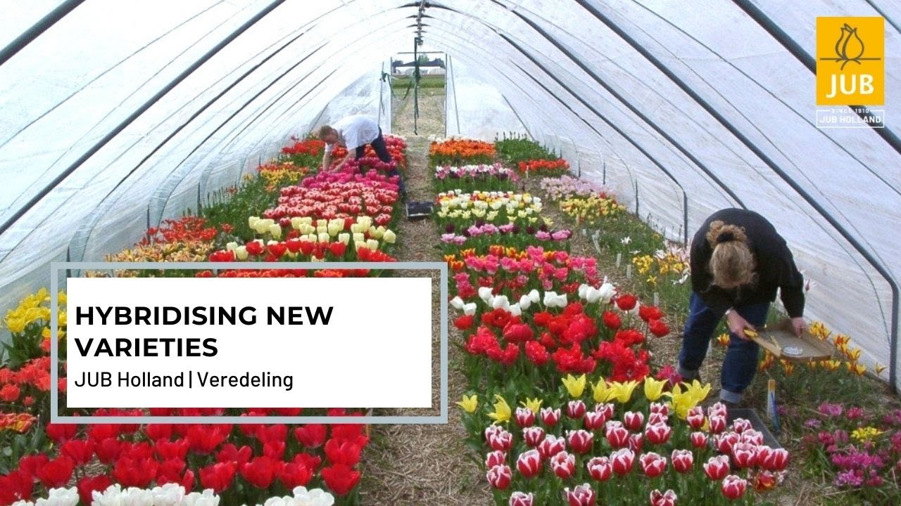 Veredeling | Hybridising new varieties/ Veredeling nieuwe soorten