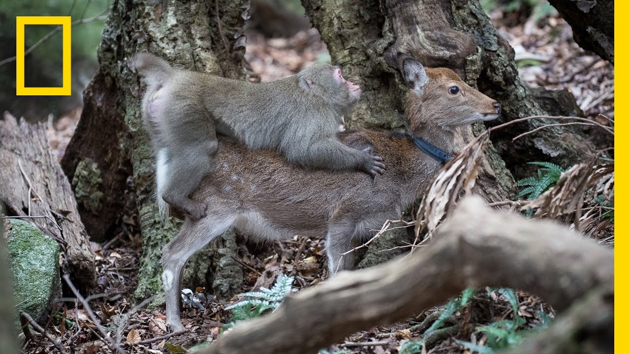Monkey Tries to Mate With Deer (Rare Interspecies Behavior) | National Geographic