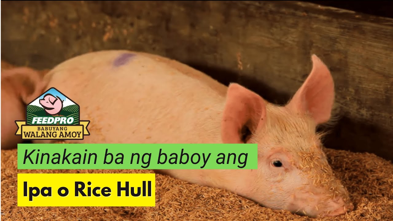Kinakain ba ng baboy ang beddings o rice hull