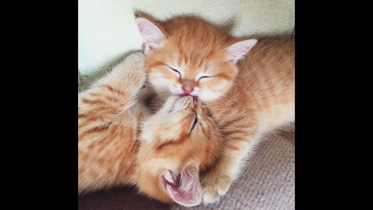 😺 Супер смешные видео с кошками и котятами! 🐈 Новая подборка приколов! 😸