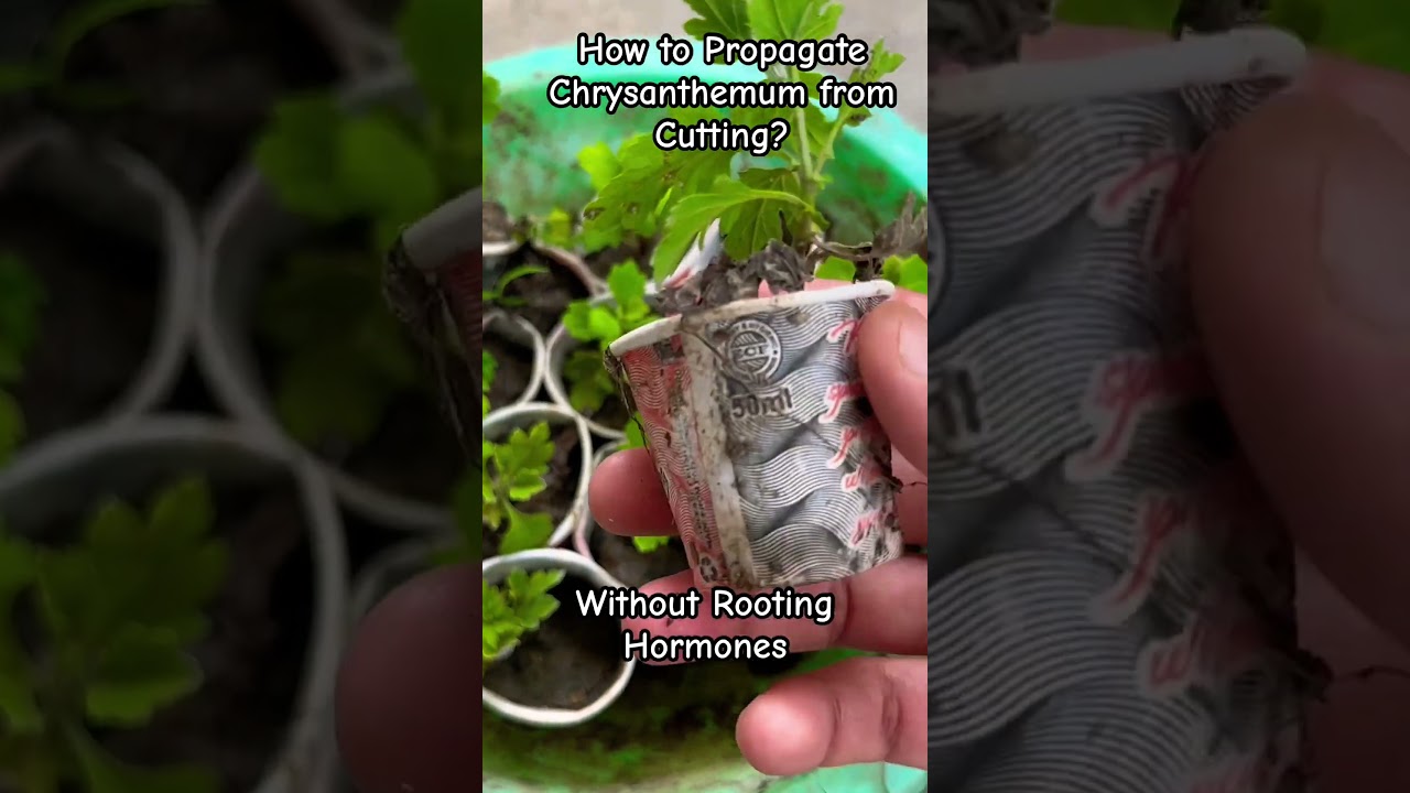 How to Propagate Chrysanthemum from Cutting, NO need of Rooting Hormones #shorts #chrysanthemums