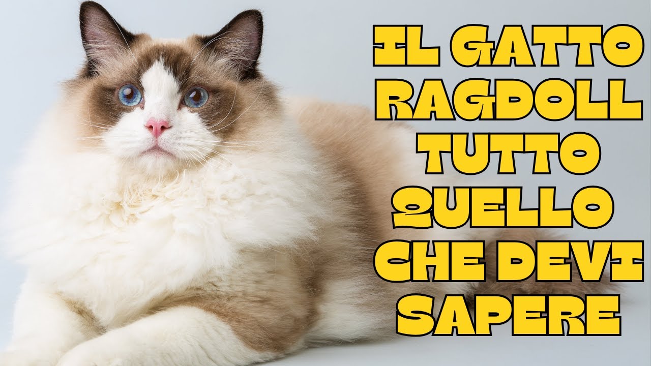 🐾Il Gatto Ragdoll : tutto quello che devi sapere! 🐾 Carattere, Cura e Curiosità | Amici di Lilli