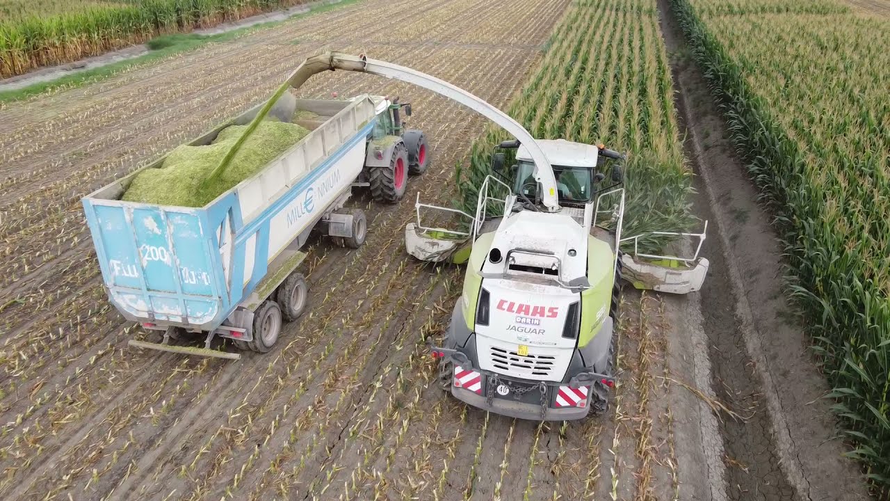 Trinciato di mais 2021 - Formignana Biogas (FE)