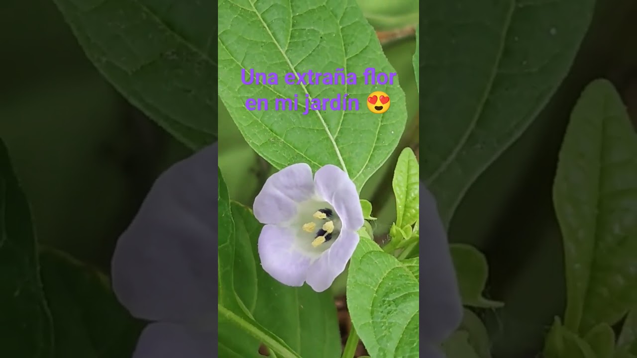 Preciosa flor LILA 🟣