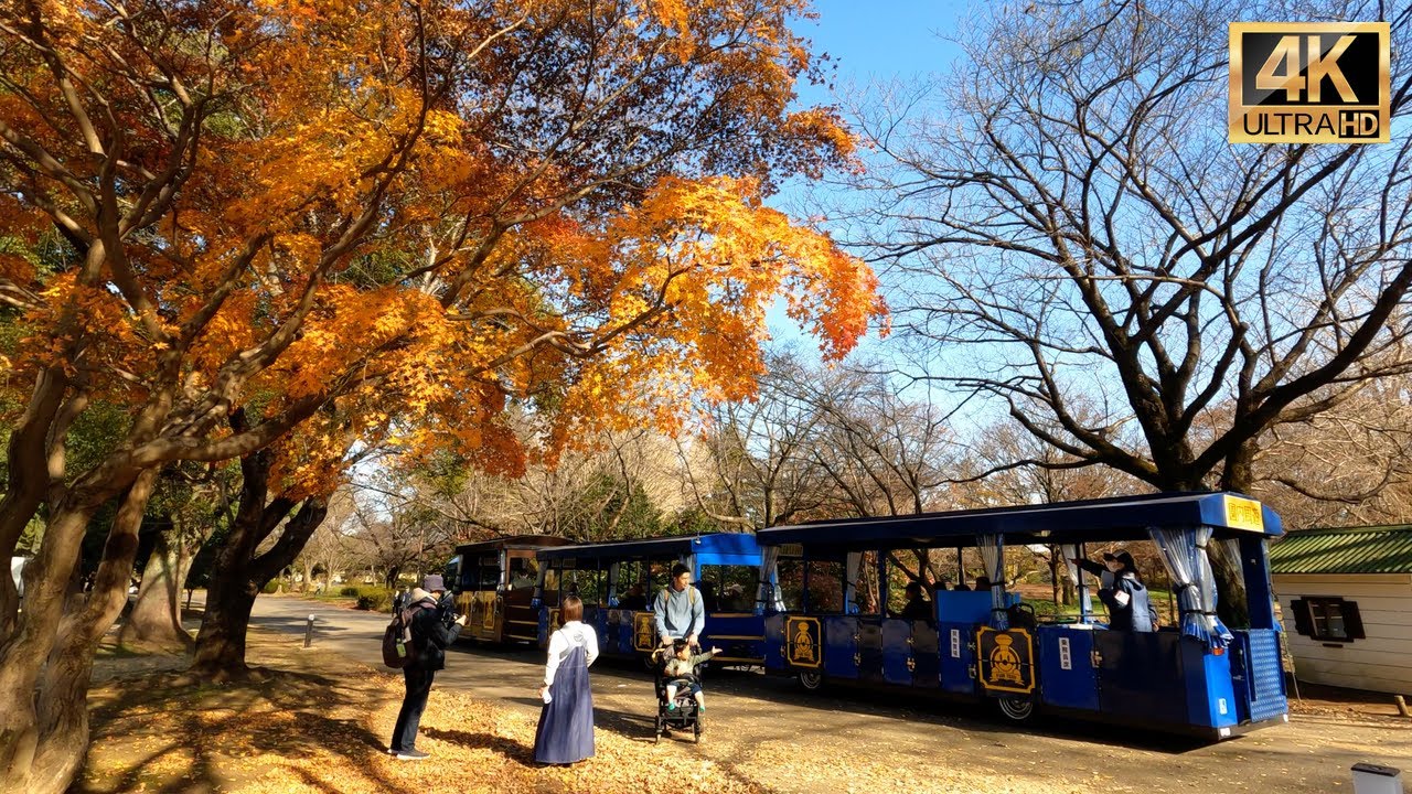 Tokyo Autumn colors walking tour 【国営昭和記念公園】| #explorejapan #japan #4k