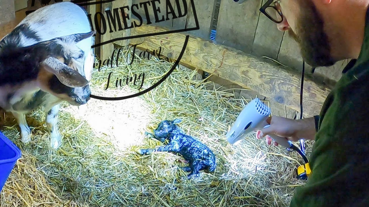 We Tried Our Best to Save This Premature Goat Kid