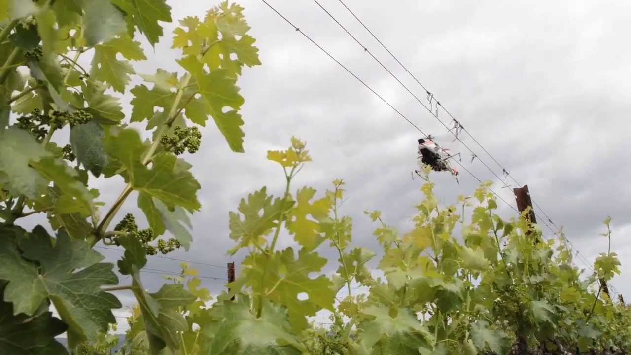 Remote-Controlled Helicopter Being Used in Napa Vineyard