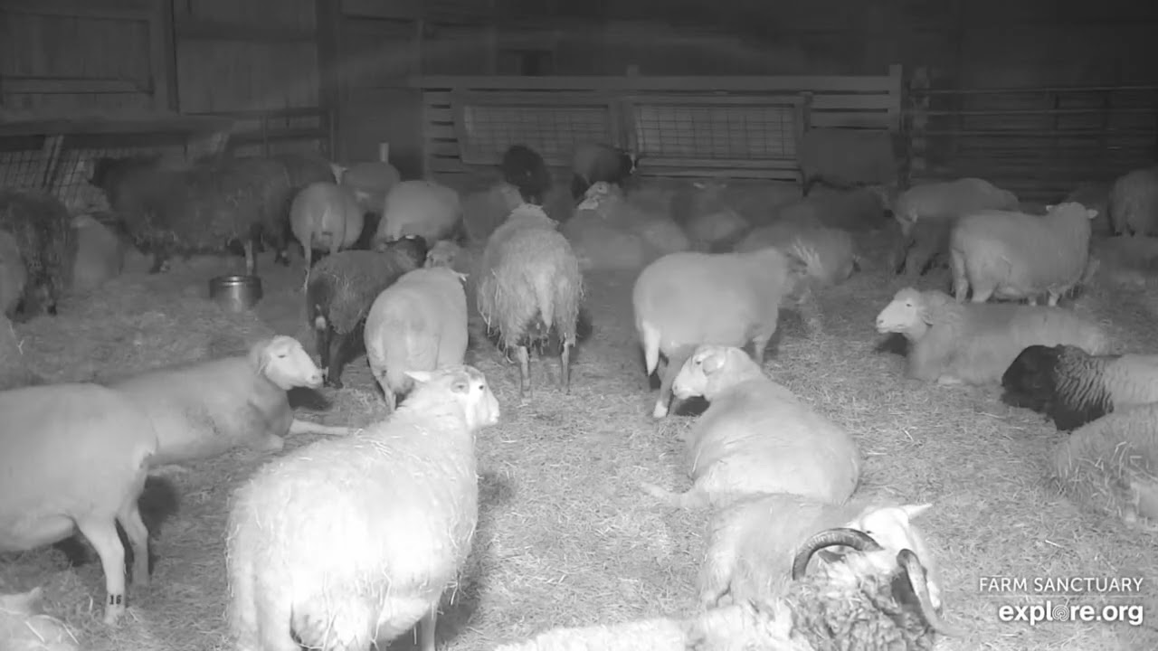 Farm Sanctuary Sheep Barn Sheepies calm then Spooked  late pm  before midnight 322026 explore.org