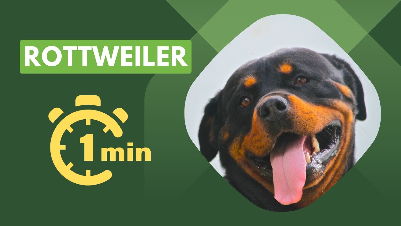 Rottweiler - Ultra Intelligent Dog