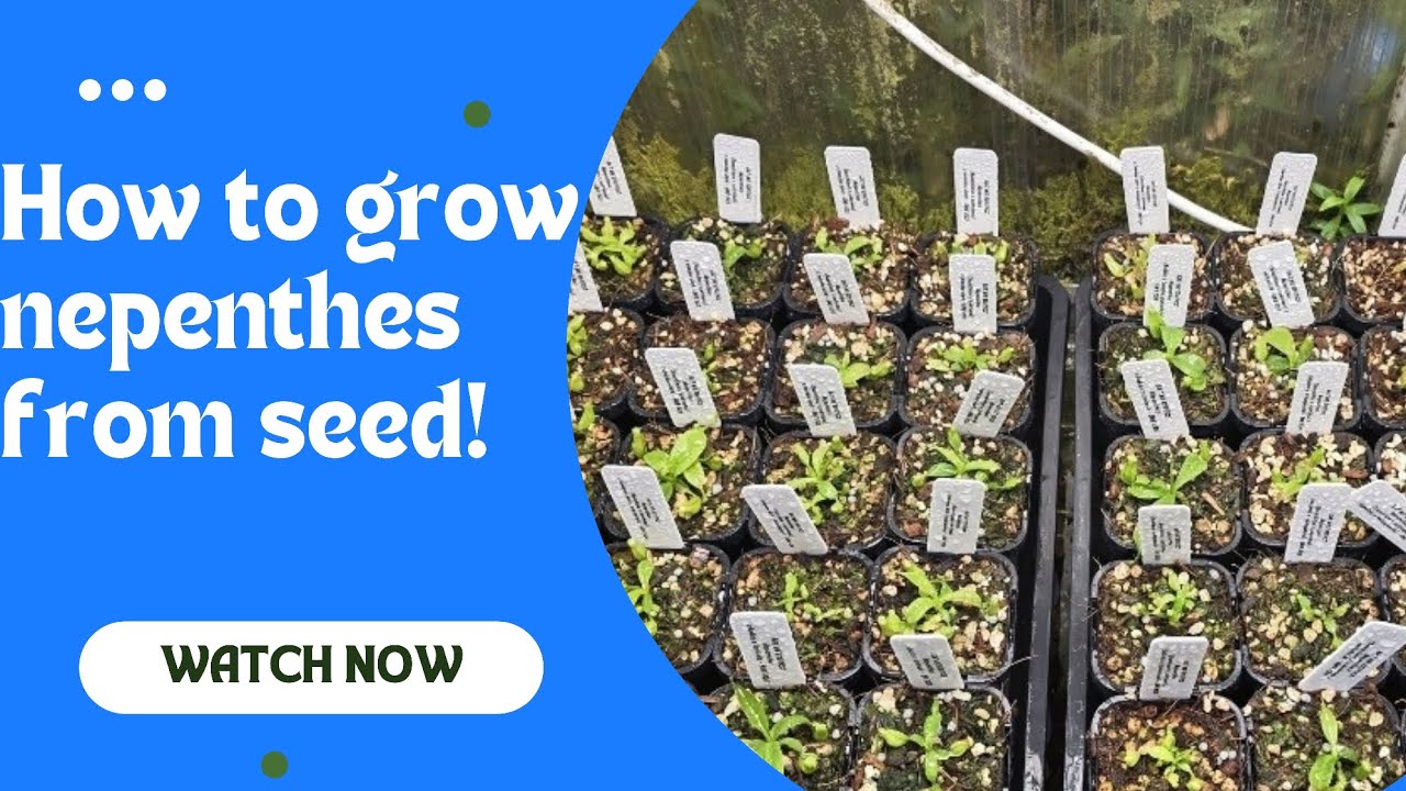 How to grow nepenthes from seed to beautiful specimen plants.