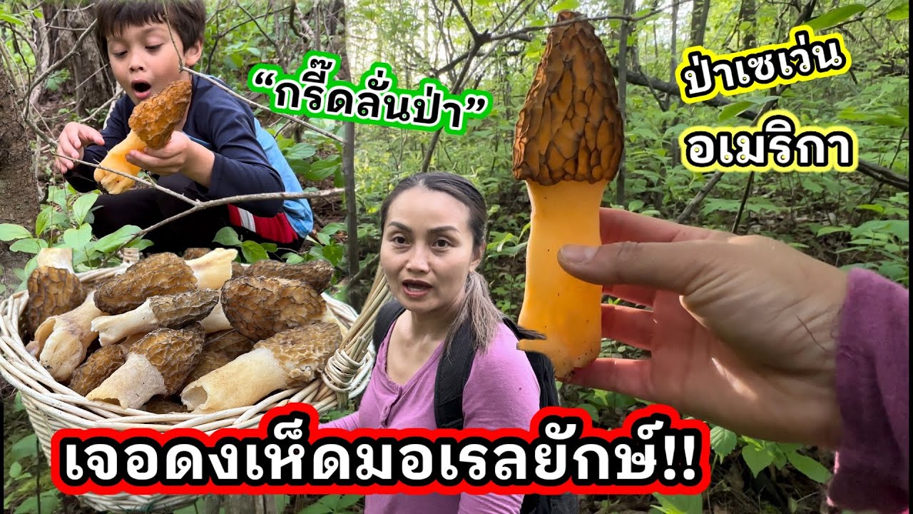 V369 เจอดงเห็ดมอเรลยักษ์ กรี๊ดลั่นป่าเซเว่นสองแม่ลูก A full basket of Giant Morels found in one spot