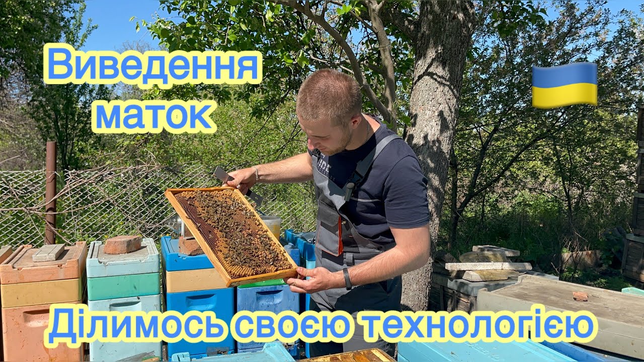 Повний цикл виведення маток 🐝 Як ми це робимо від А до Я, з усіма секретами ☑️