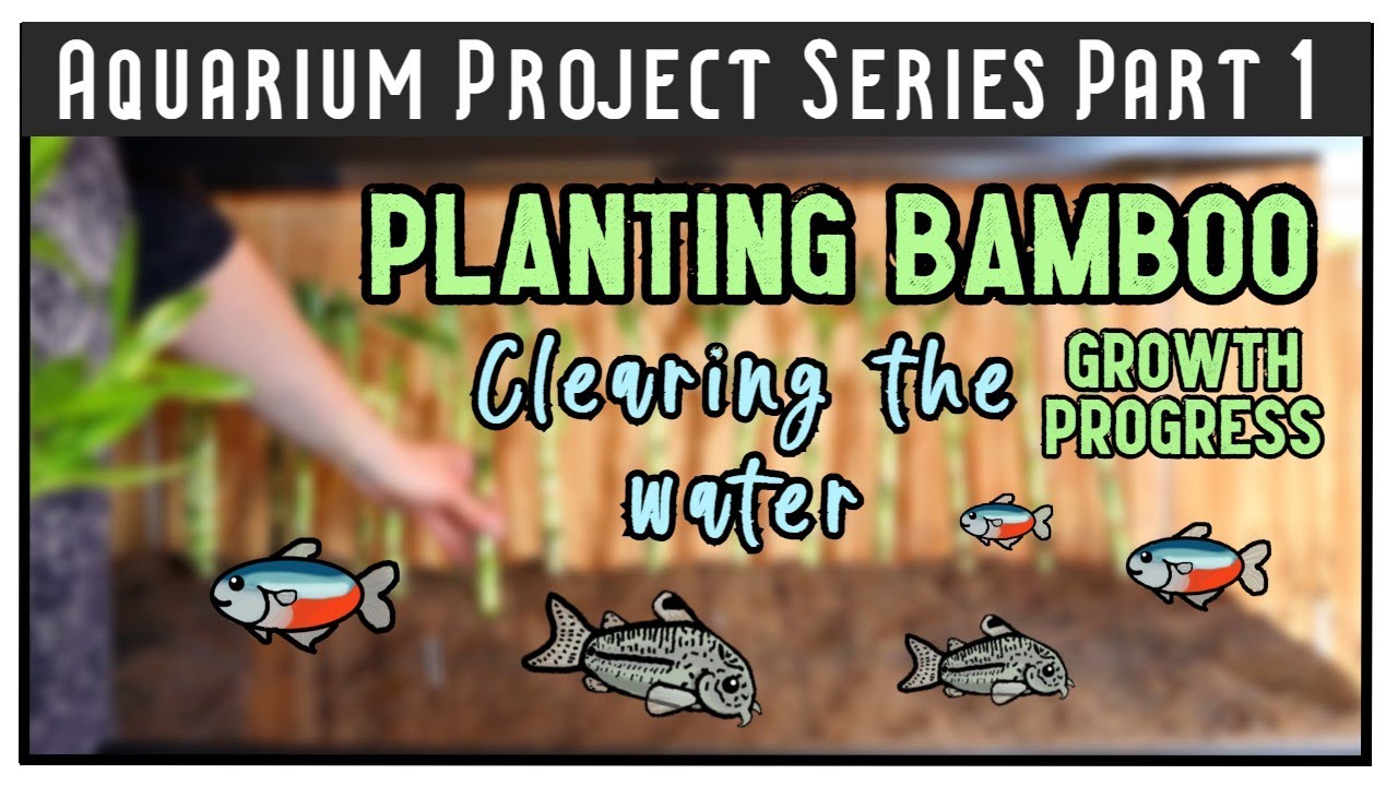 Planting Lucky Bamboo in Aquarium || MAKING A COMMUNITY AQUARIUM SERIES PART 1