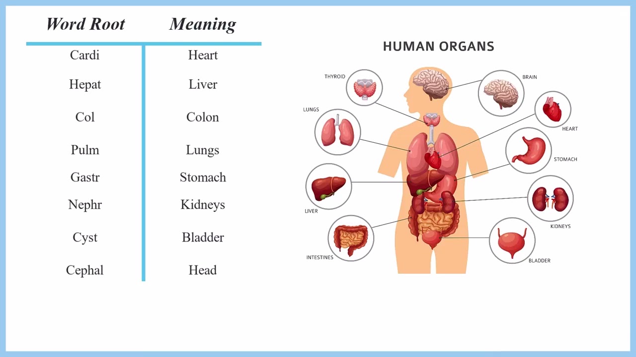 Introduction to Medical Terminology (How Medical Terms Work)